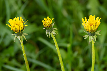 Image showing Dandelion flowers on field
