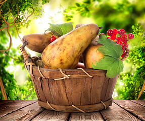 Image showing Pears in a basket