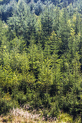 Image showing Mixed forest in late summer