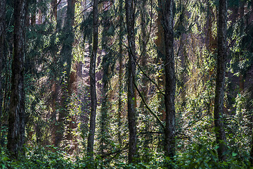 Image showing Forest in late summer with backlight