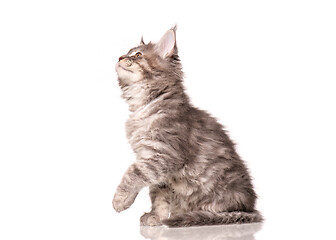 Image showing Maine Coon kitten on white