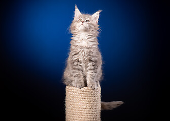 Image showing Maine Coon kitten on blue