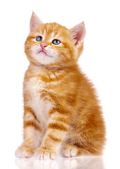 Image showing Red kitten on white