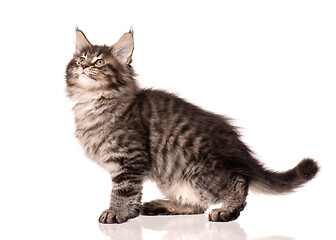 Image showing Maine Coon kitten on white