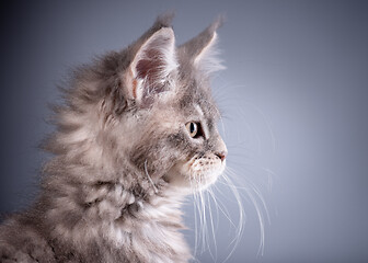 Image showing Maine Coon kitten on gray