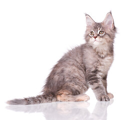 Image showing Maine Coon kitten on white