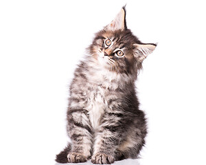 Image showing Maine Coon kitten on white