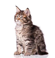 Image showing Maine Coon kitten on white