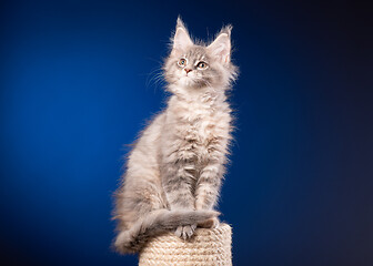 Image showing Maine Coon kitten on blue