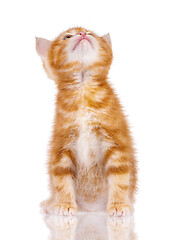 Image showing Red kitten on white