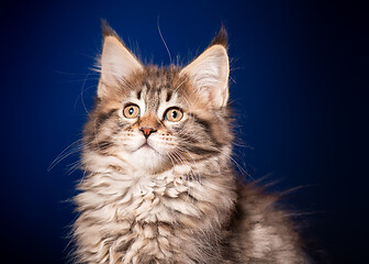 Image showing Maine Coon kitten on blue