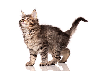 Image showing Maine Coon kitten on white