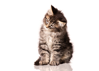 Image showing Maine Coon kitten on white