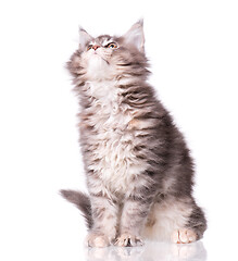 Image showing Maine Coon kitten on white