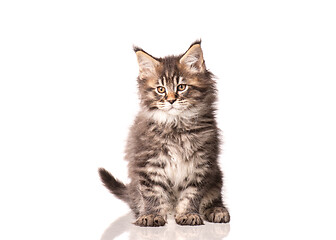 Image showing Maine Coon kitten on white