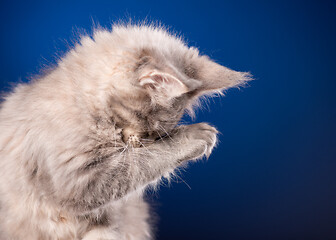 Image showing Maine Coon kitten on blue