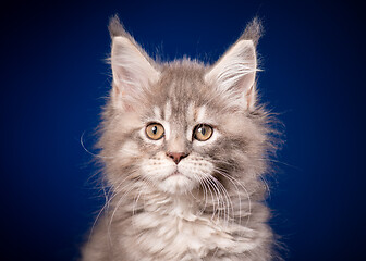 Image showing Maine Coon kitten on blue