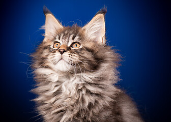 Image showing Maine Coon kitten on blue