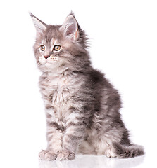 Image showing Maine Coon kitten on white