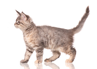 Image showing Maine Coon kitten on white