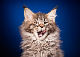 Image showing Maine Coon kitten on blue