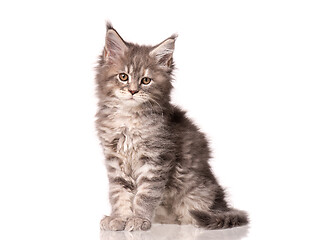 Image showing Maine Coon kitten on white