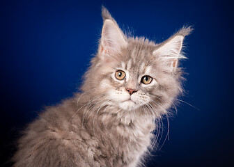 Image showing Maine Coon kitten on blue
