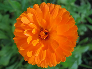 Image showing Ring flower orange