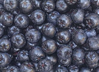 Image showing Aronia Fruit Background