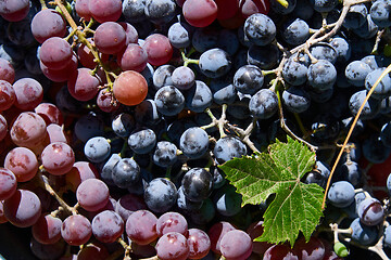 Image showing background of different sorts of grapes