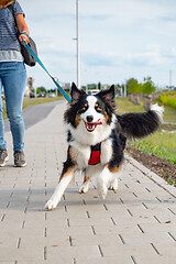 Image showing Australian Shepherd dog