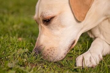 Image showing Dog Labrador Retriever at park
