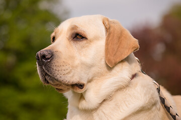 Image showing Dog Labrador Retriever at park