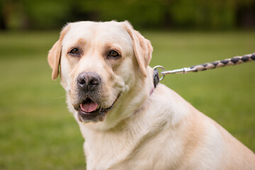 Image showing Dog Labrador Retriever at park