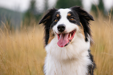 Image showing Australian Shepherd dog