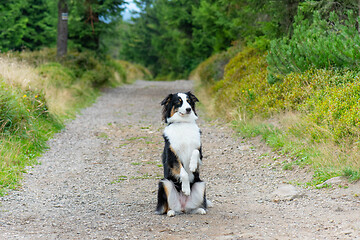 Image showing Australian Shepherd dog