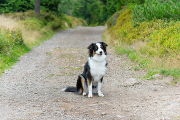 Image showing Australian Shepherd dog