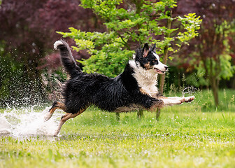 Image showing Dog run on watery meadow