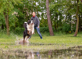 Image showing Dog run on watery meadow