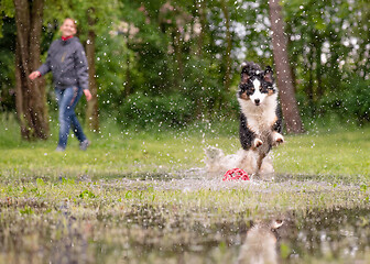 Image showing Dog run on watery meadow