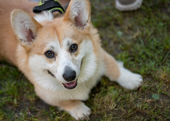 Image showing Dog Welsh Corgi at park