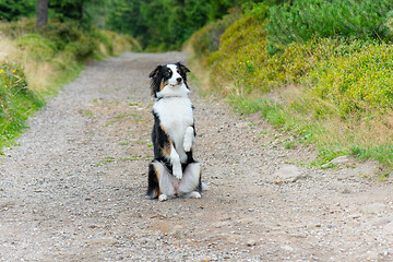 Image showing Australian Shepherd dog