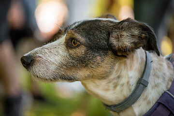 Image showing Portrait of dog at park