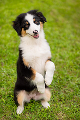 Image showing Australian shepherd puppy