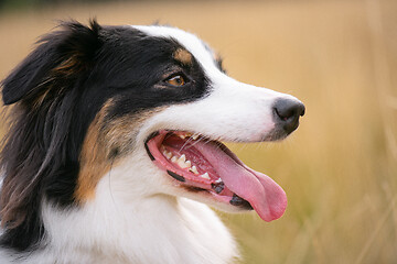 Image showing Australian Shepherd dog