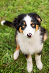 Image showing Australian shepherd puppy