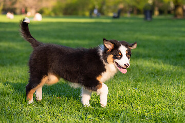 Image showing Australian shepherd puppy