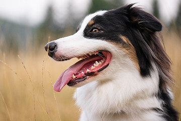 Image showing Australian Shepherd dog