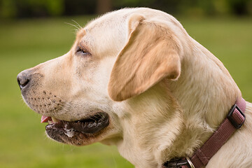 Image showing Dog Labrador Retriever at park