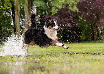 Image showing Dog run on watery meadow